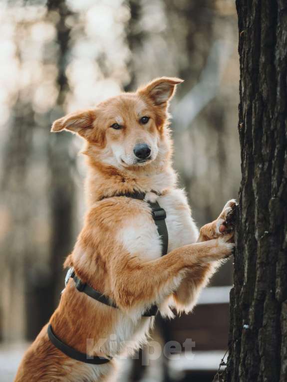 Собаки в Москве: Удивительный Яша ищет дом Мальчик, Бесплатно - фото 8