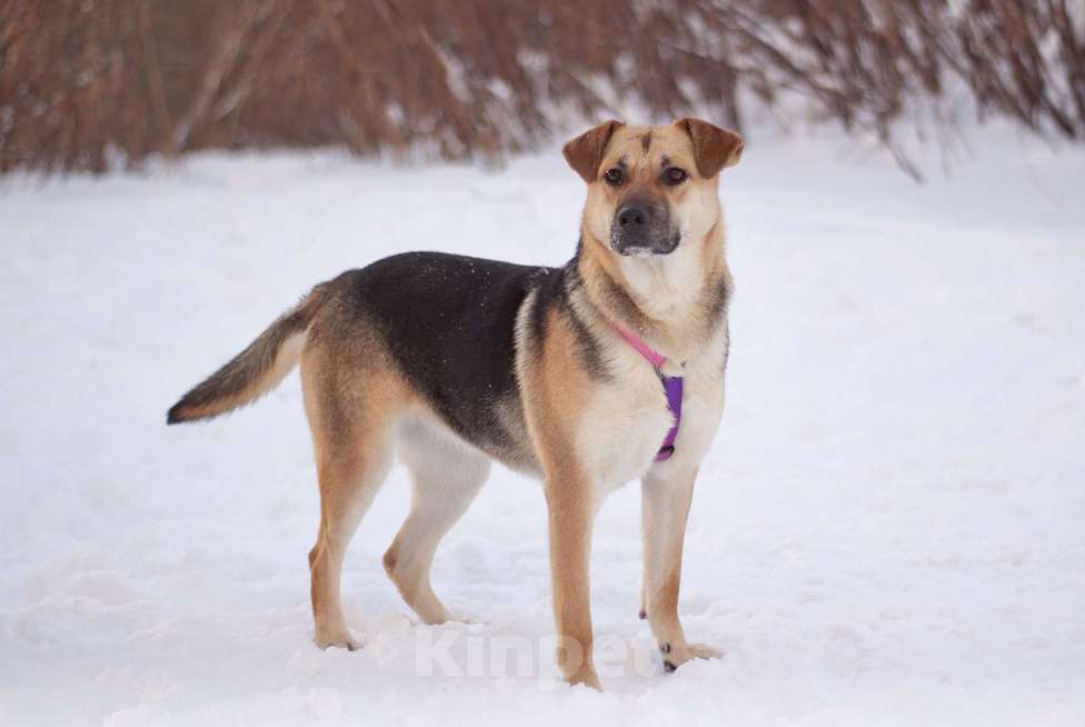 Собаки в Москве: Небольшая весёлая Комета в поисках дома Девочка, Бесплатно - фото 4