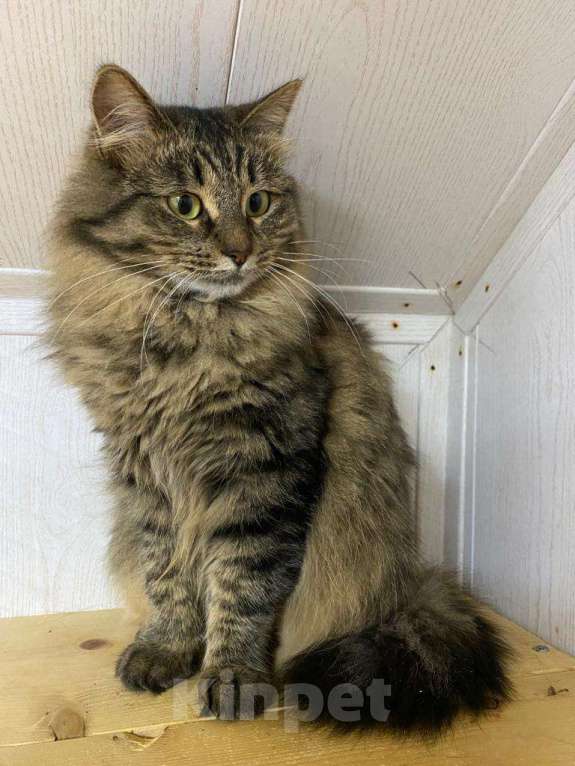 Кошки в Москве: История Дуси: о холоде, предательстве и надежде Девочка, Бесплатно - фото 4