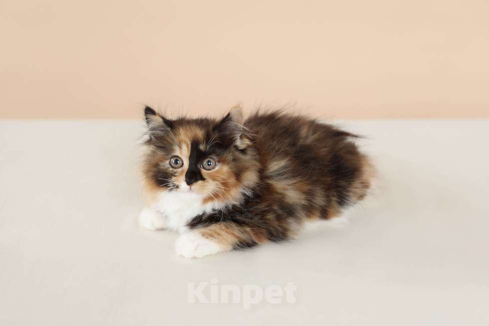 Кошки в Серпухове: Хризантема Русские  Цветы Курильский Бобтейл Девочка, 60 000 руб. - фото 7