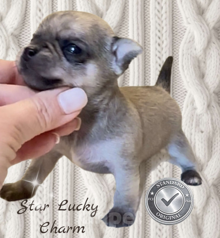 Собаки в Сочи: Шикарный мальчик  Мальчик, Бесплатно - фото 1