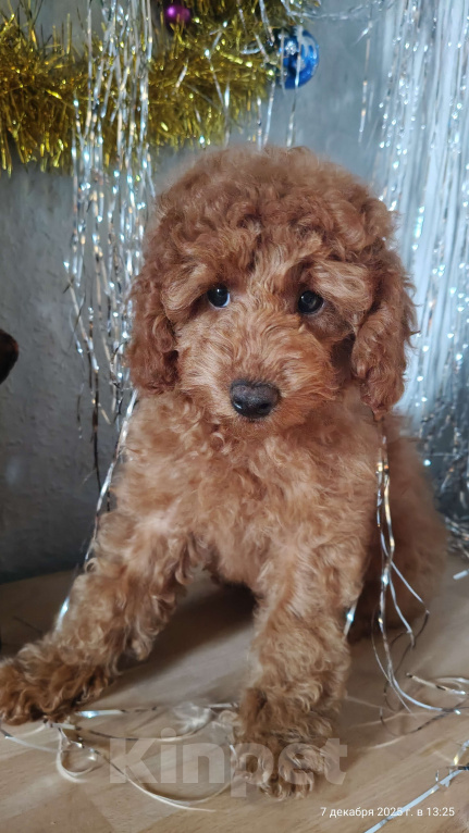 Собаки в Мытищах: Миниатюрный пудель Айва Девочка, 90 000 руб. - фото 4