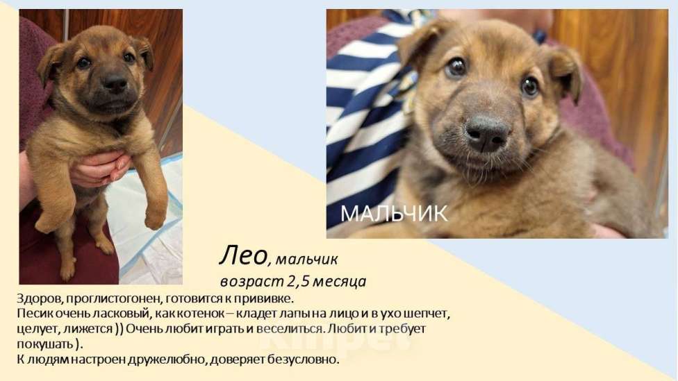 Собаки в Химках: Маленькие пушистые комочки счастья ищут свой дом! Разнополые, Бесплатно - фото 6