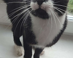 Кошки в Яхроме: Ласковый котик Чарли Мальчик, 10 руб. - фото 2