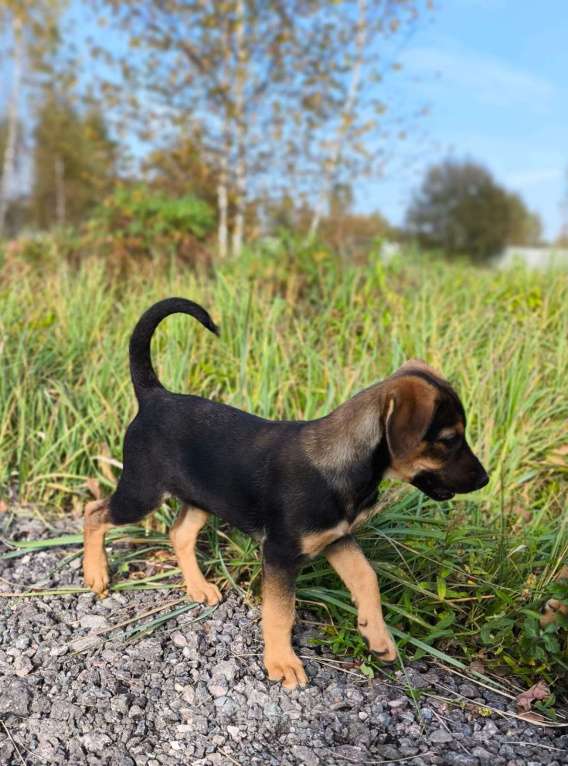 Собаки в Москве: Милейший щеночек Лапочка в добрые руки Девочка, Бесплатно - фото 3