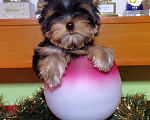 Собаки в Москве: Йоркширский терьер Девочка, 120 000 руб. - фото 5