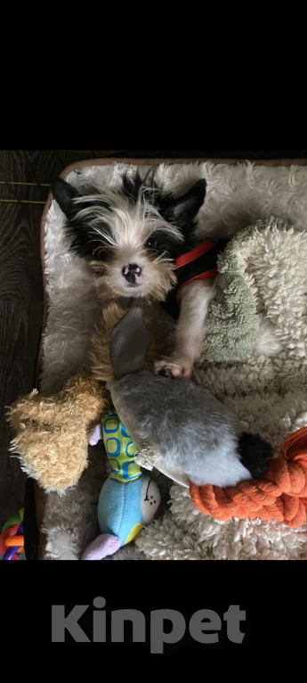 Собаки в Москве: Йорк Бивер мальчик Мальчик, 30 000 руб. - фото 4