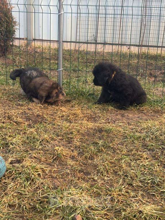 Собаки в других городах Тверской области: Щенки тибетского мастифа Девочка, Бесплатно - фото 4