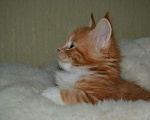 Кошки в Железногорске: Котята Мейн Кун, 5 000 руб. - фото 2