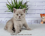 Кошки в Санкт-Петербурге: Британский котенок лилового окраса (девочка) Девочка, 20 000 руб. - фото 8