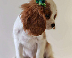 Собаки в других городах Московской области: Кавалер Кинг Чарльз спаниель, мальчик Мальчик, 60 000 руб. - фото 5