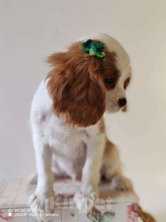 Собаки в других городах Московской области: Кавалер Кинг Чарльз спаниель, мальчик Мальчик, 60 000 руб. - фото 5