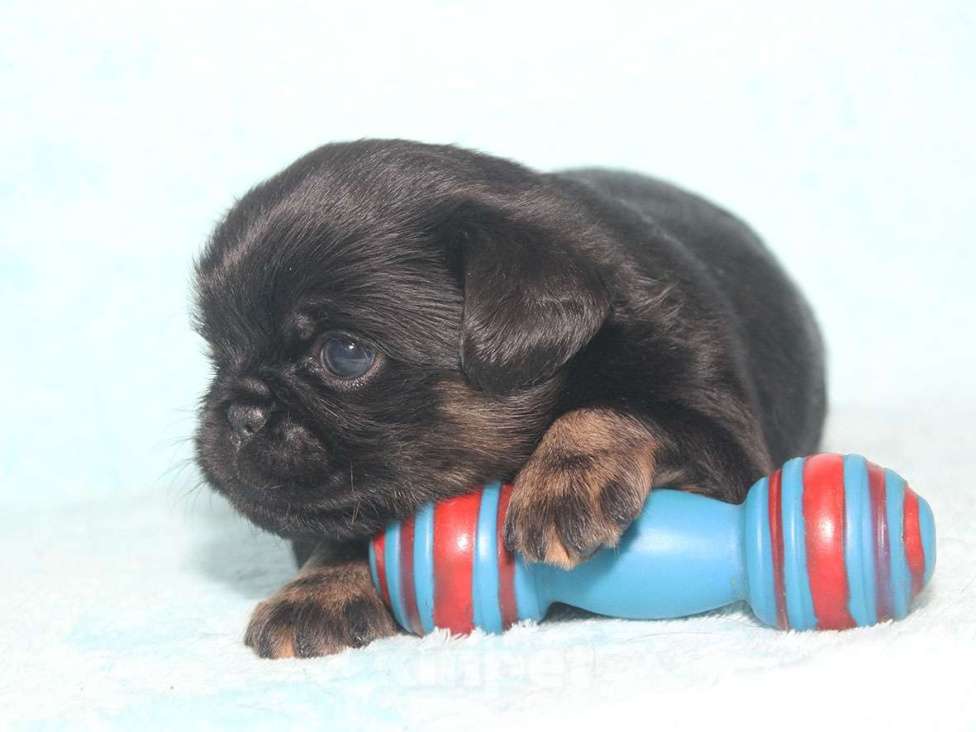 Собаки в Санкт-Петербурге: Красивая девочка  Девочка, 80 000 руб. - фото 5