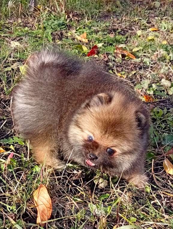 Собаки в Воронеже: Шпиц мишка Девочка, Бесплатно - фото 3