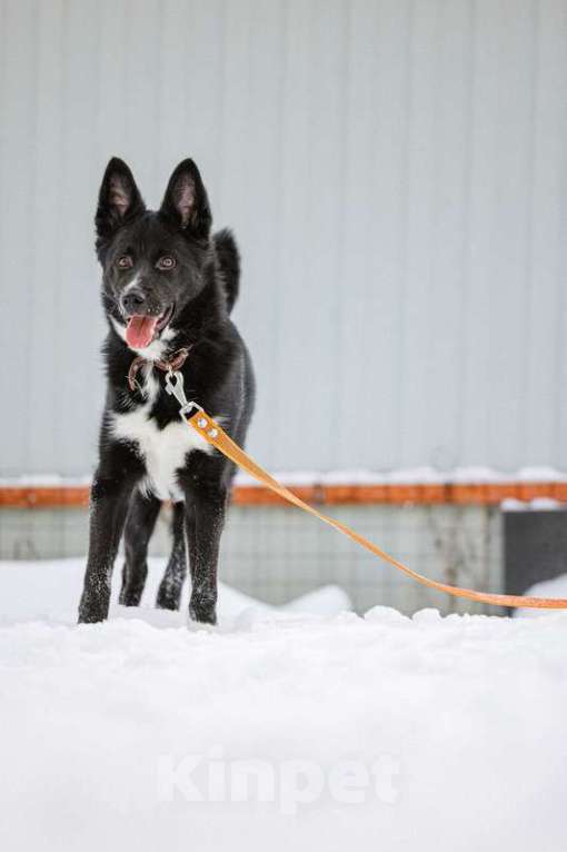 Собаки в Москве: Метис бордер-колли Маркус в добрые руки Мальчик, Бесплатно - фото 2