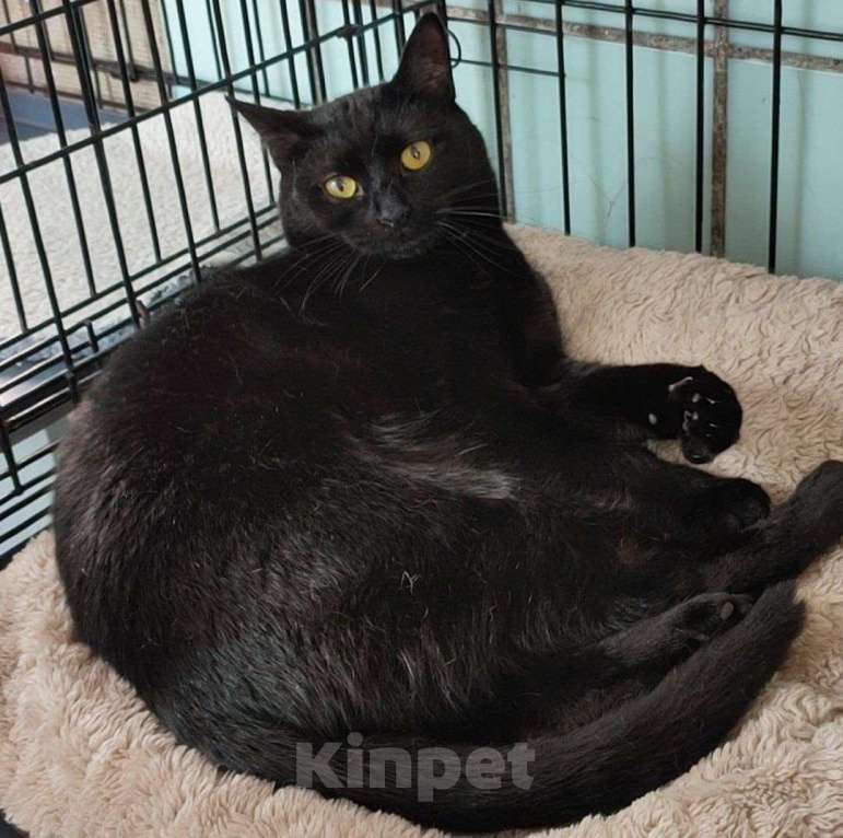 Кошки в Москве: Черный котик в добрые руки Мальчик, Бесплатно - фото 2