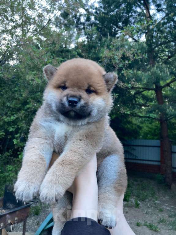 Собаки в Люберцах: Мальчик сиба ину 2 месяца Мальчик, 35 000 руб. - фото 7