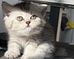 Кошки в Санкт-Петербурге: Шотландский прямоухий короткошерстый котенок Девочка, 10 000 руб. - фото 1