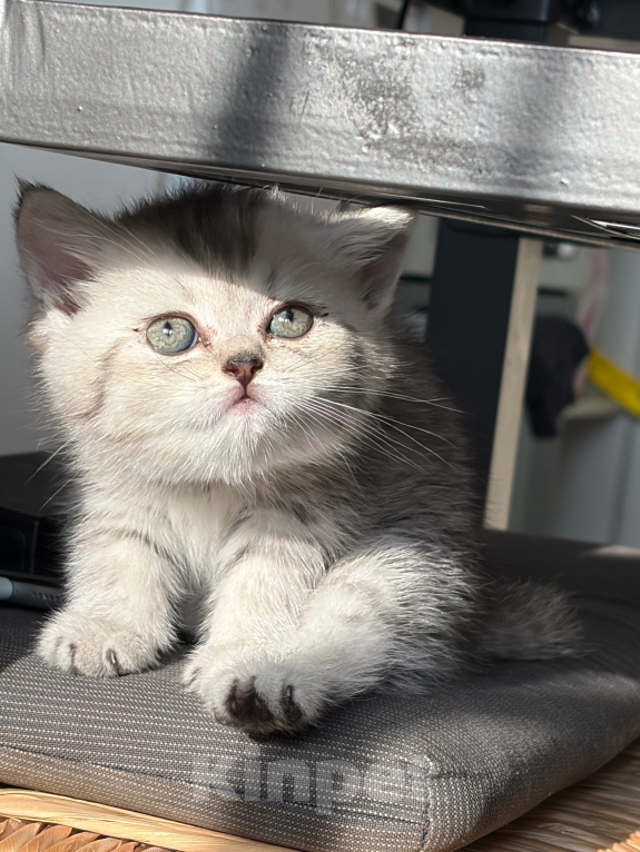 Кошки в Санкт-Петербурге: Шотландский прямоухий короткошерстый котенок Девочка, 10 000 руб. - фото 1