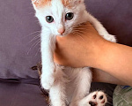 Кошки в Люберцах: Котята Ляля и Лёля срочный поиск ручек Девочка, Бесплатно - фото 3