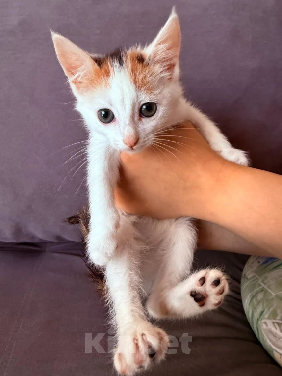 Кошки в Люберцах: Котята Ляля и Лёля срочный поиск ручек Девочка, Бесплатно - фото 3