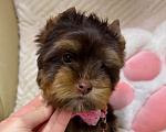 Собаки в Москве: Шоколадка Цветной Йорк Девочка, 70 000 руб. - фото 2