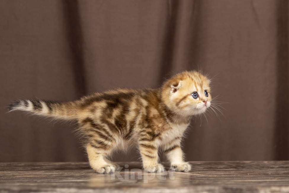 Кошки в Видном: Шотландский котенок девочка Девочка, 30 000 руб. - фото 3