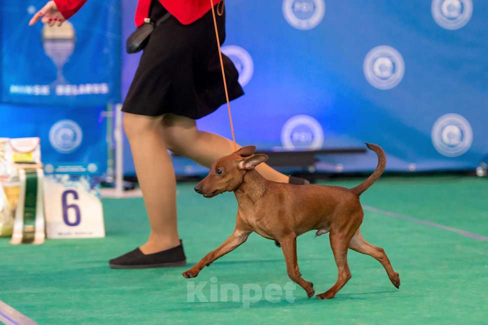 Собаки в Санкт-Петербурге: Щенки цвергпинчера Мальчик, 65 000 руб. - фото 3