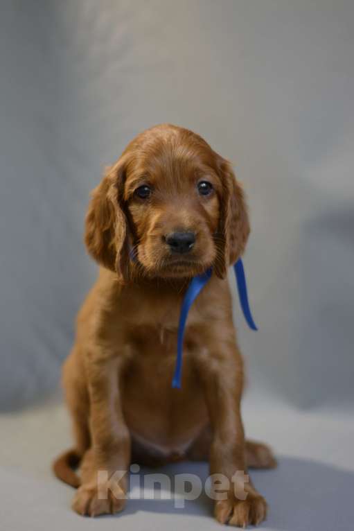 Собаки в Симферополе:  Ирландский красный сеттер Мальчик, Бесплатно - фото 2