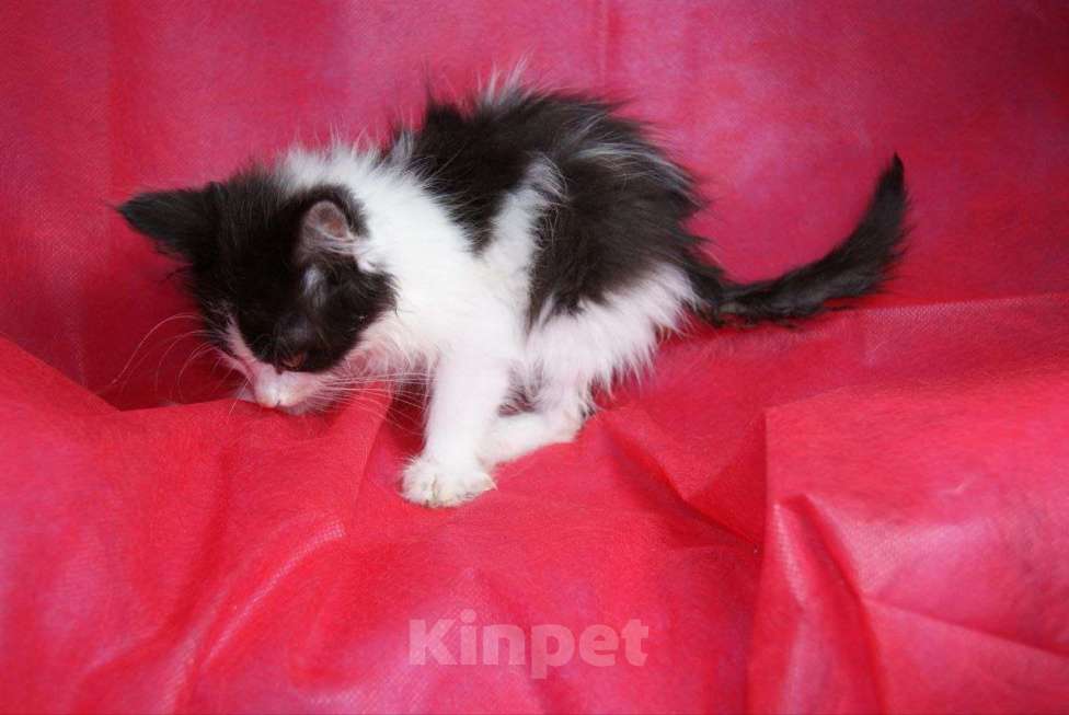 Кошки в Москве: Котенок Портосик ищет дом Мальчик, Бесплатно - фото 4