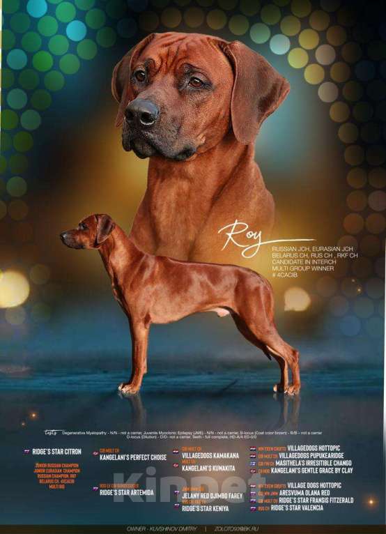 Собаки в других городах Московской области: Малышка Единственная в помете  Девочка, 110 000 руб. - фото 9