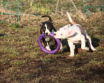 Собаки в других городах Московской области: Американский стаффордширский терьер щенки Мальчик, Бесплатно - фото 5