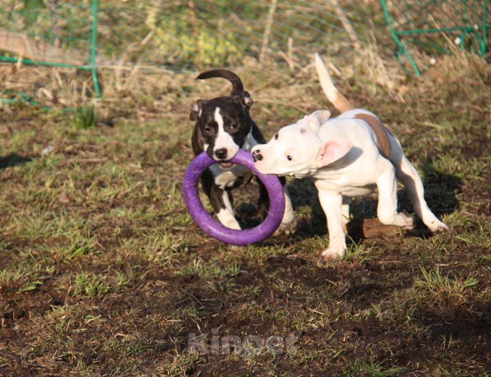 Собаки в других городах Московской области: Американский стаффордширский терьер щенки Мальчик, Бесплатно - фото 5