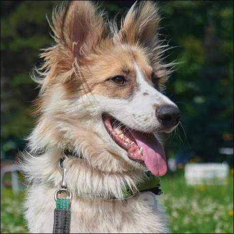 Собаки в Москве: Симба Мальчик, Бесплатно - фото 3