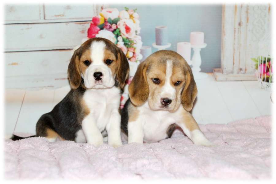 Собаки в Москве: отличные щенки бигля Девочка, 50 000 руб. - фото 2