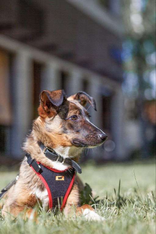 Собаки в Москве: Поночка. Очень умная собака Девочка, Бесплатно - фото 2