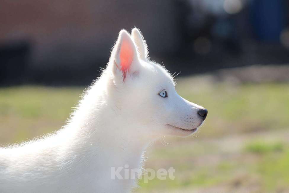Собаки в Москве: Белый голубоглазый щенок сибирский хаски Мальчик, 50 000 руб. - фото 5