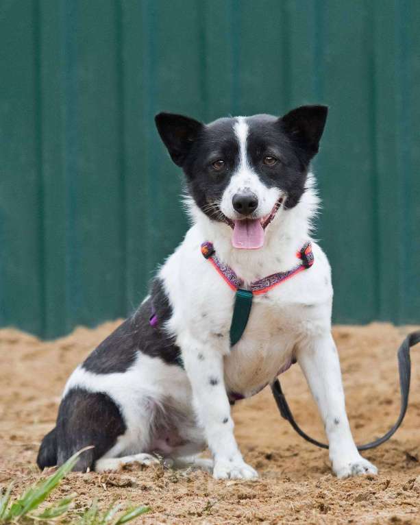 Собаки в других городах Московской области: Лукас, малыш в добрые руки Мальчик, Бесплатно - фото 6