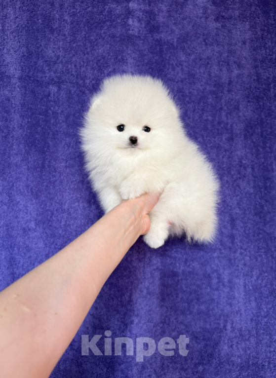 Собаки в Москве: Белый мальчик Мальчик, 30 000 руб. - фото 1