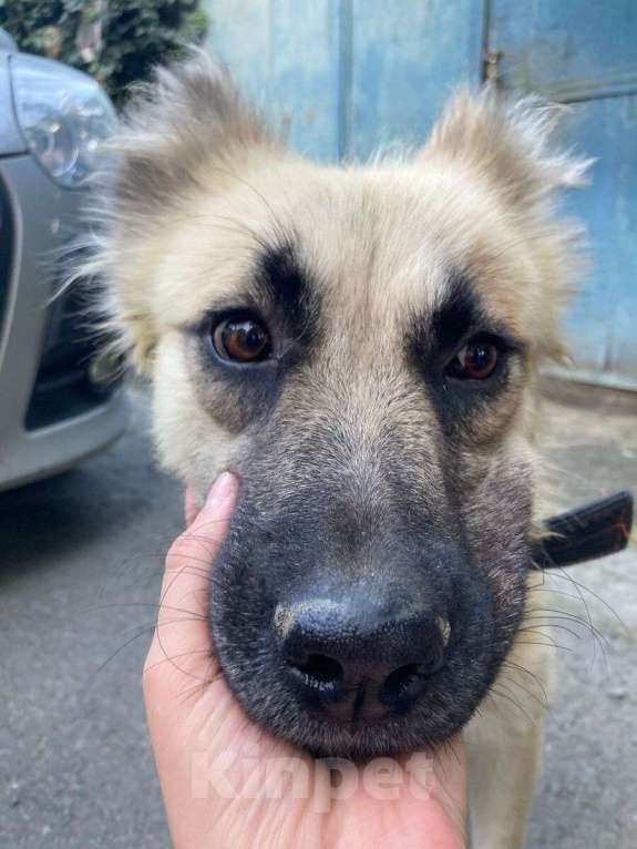 Собаки в Москве: Щенок метис кавказской овчарки Мишель в дар Девочка, 1 руб. - фото 2