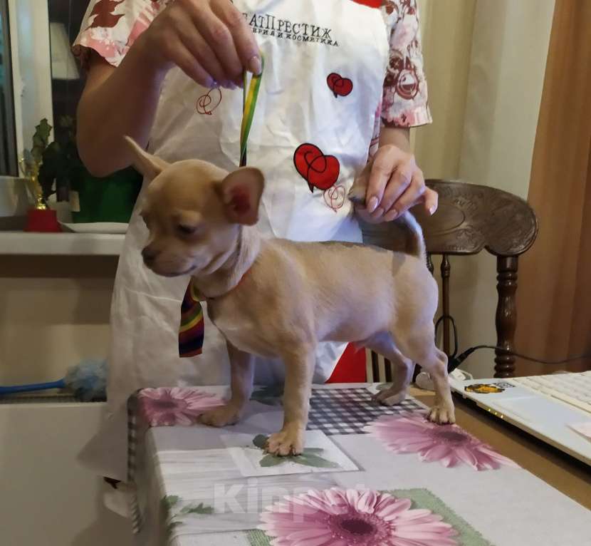 Собаки в Москве: Лиловый мальчишка чихуахуа  Мальчик, 45 000 руб. - фото 6