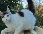 Кошки в Энгельс: Котенок Нильс Мальчик, 45 000 руб. - фото 9