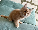Кошки в Иркутске: Котята породы мейн-кун Девочка, 35 000 руб. - фото 2