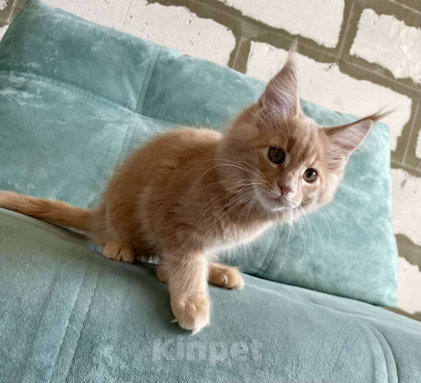 Кошки в Иркутске: Котята породы мейн-кун Мальчик, 50 000 руб. - фото 2