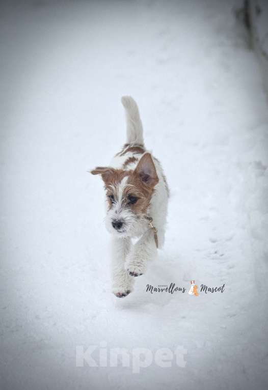 Собаки в других городах Московской области: Джек рассел терьер Девочка, 65 000 руб. - фото 6