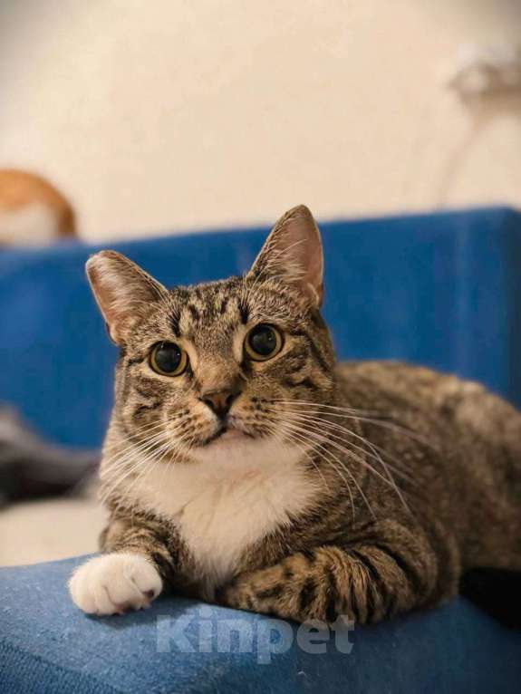 Кошки в Балашихе: Чизкейк Мальчик, Бесплатно - фото 6