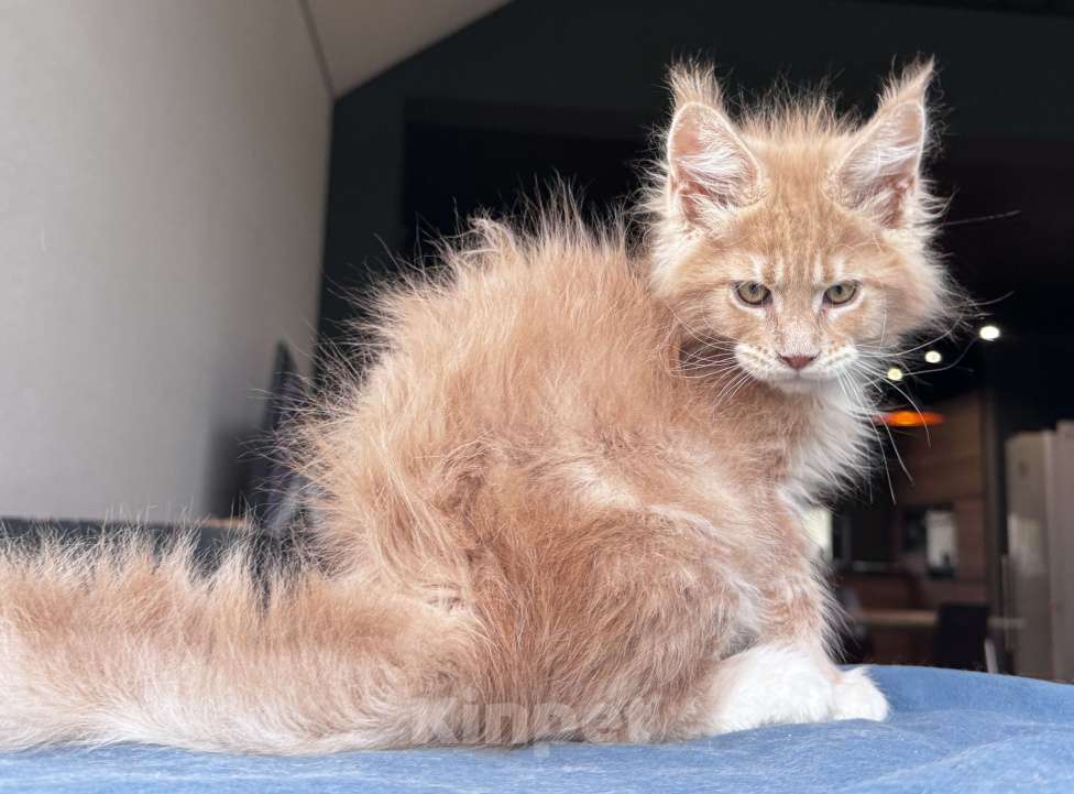 Кошки в Москве: Кот Мейн Кун Veyron Fletcher Мальчик, 100 000 руб. - фото 10