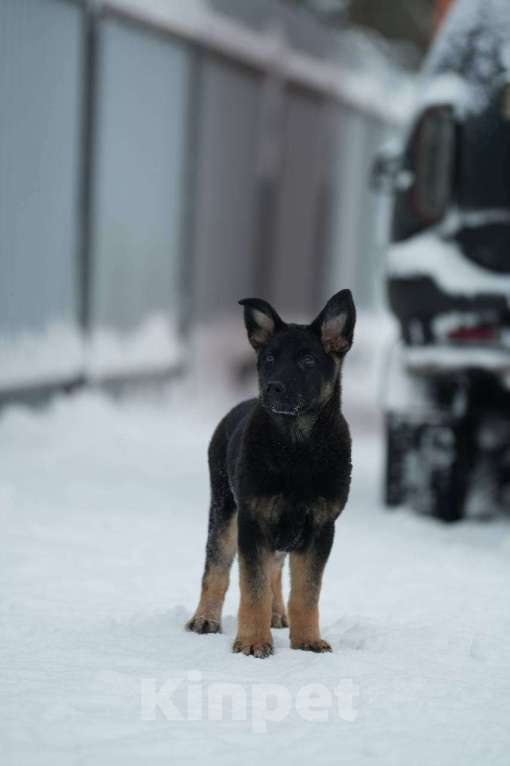 Собаки в Липецке: Щенок ВЕО Девочка, 35 000 руб. - фото 1
