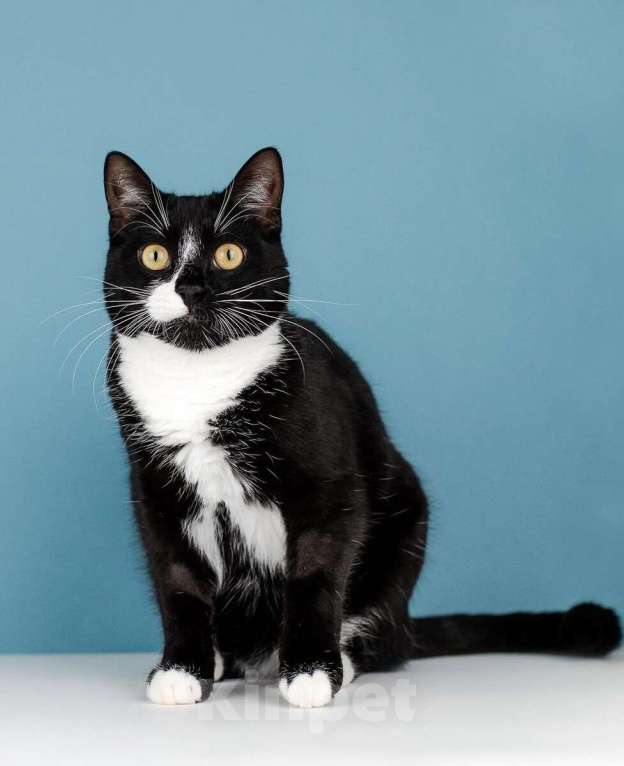 Кошки в Москве: Ищете друга своей кошке или коту? Наш идеальный кот Антонио ждет вас! Мальчик, 1 руб. - фото 7