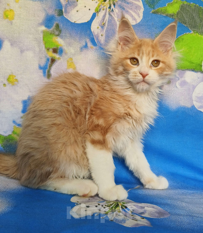 Кошки в Москве: Котёнок Мейн Кун Девочка Девочка, 60 000 руб. - фото 7